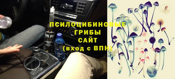 прущие грибы Абаза