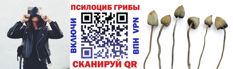 закладки  Хилок  Галлюциногенные грибы мицелий 